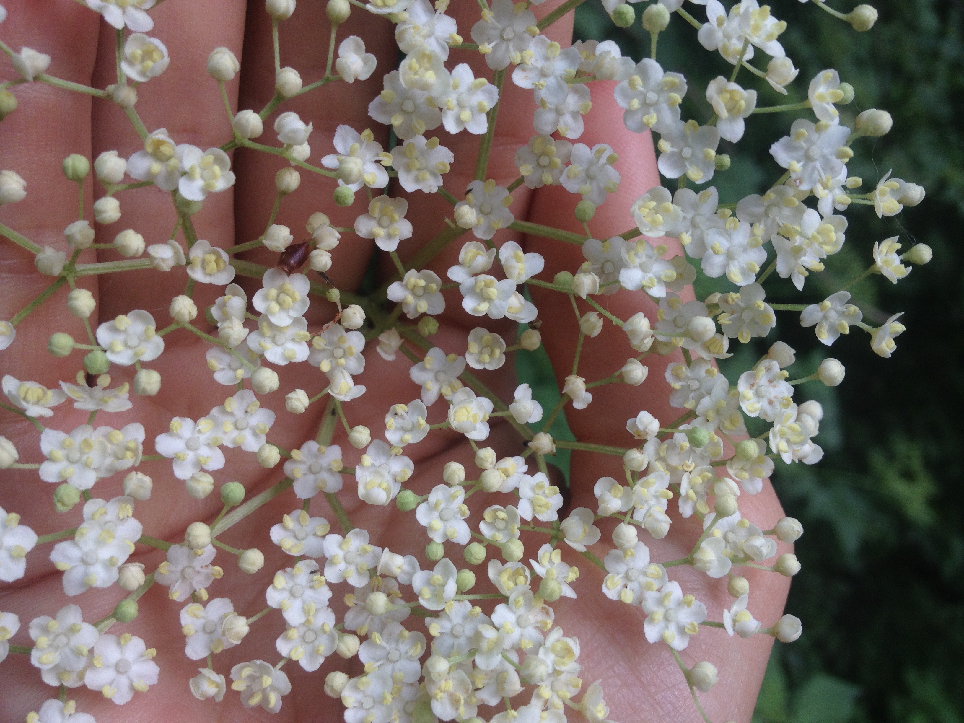 holunderblüten