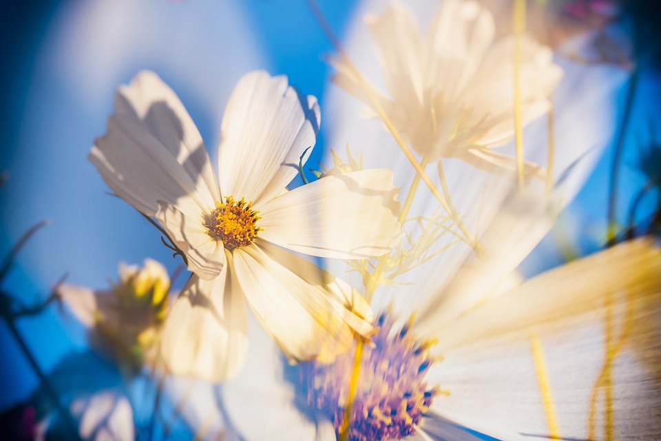 cosmea schmuckkörbchen kosmee