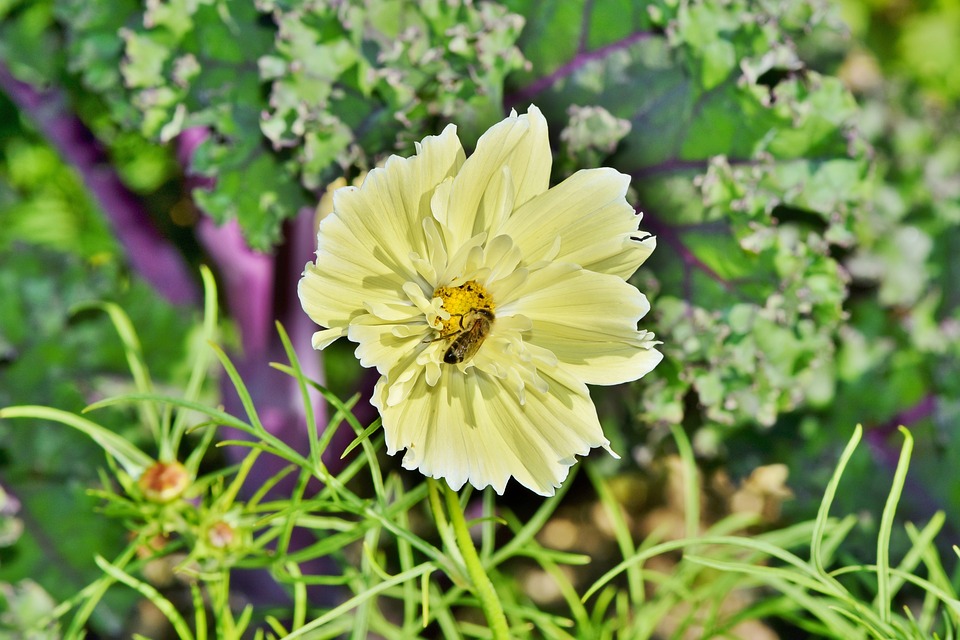 cosmea in gelb