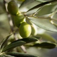 Naturkosmetik und Pflanzen Extrakte mit DMSO und Olivenöl Naturkosmetik und Pflanzen Extrakte mit DMSO und Olivenöl